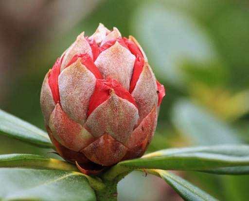 Rhododendron flower bud opening
